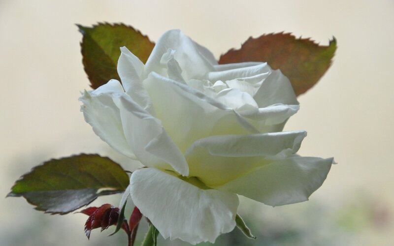 White Rose Flower — Calm, Photograph, Leaves, Bud