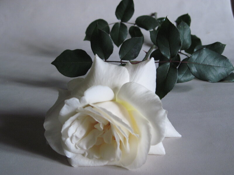 White Rose Flower — Calm, Photograph, Leaves