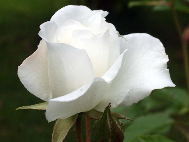 White Rose Flower — Calm, Photograph, Petal