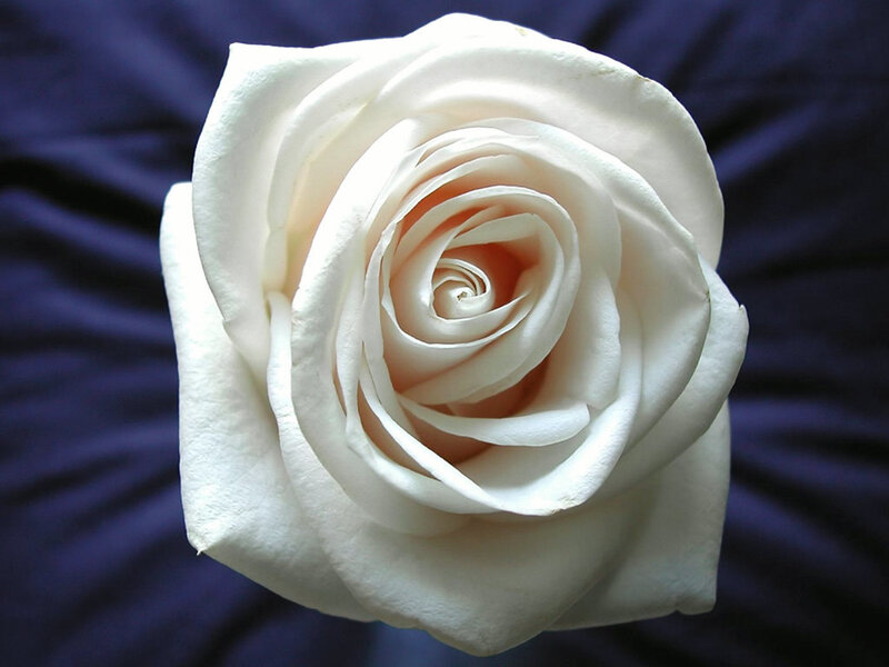 White Rose Flower — Calm, Photograph, Petals, Fabric, Blue