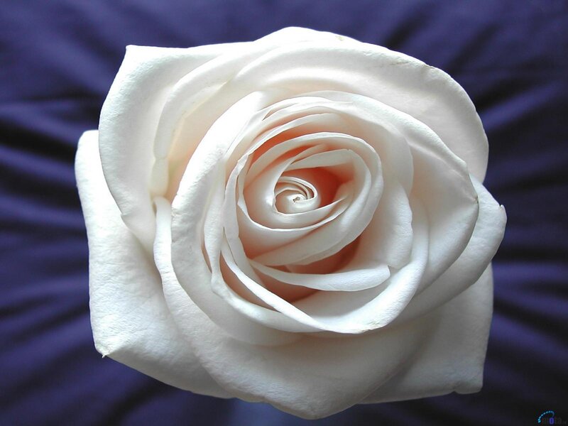 White Rose Flower — Calm, Photograph, Petals, Fabric