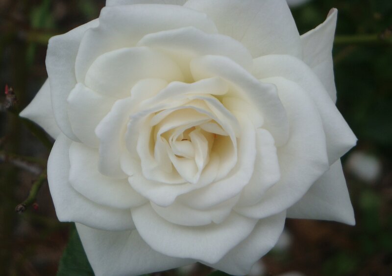 White Rose Flower — Calm, Photograph, Petals, Green Leaves, Stem