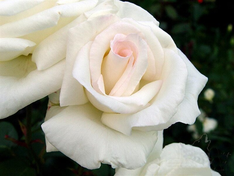 White Rose Flower — Calm, Photograph, Petals, Green Leaves