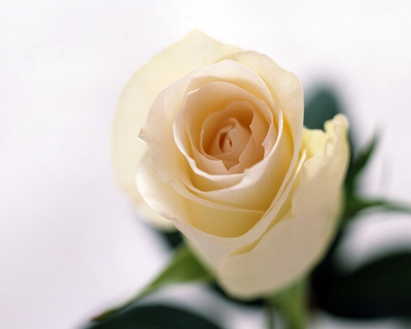 White Rose Flower — Calm, Photograph, Petals, Stem