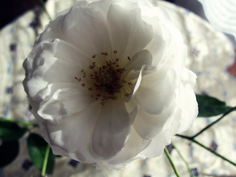 White Rose Flower — Calm, Photograph, Petals