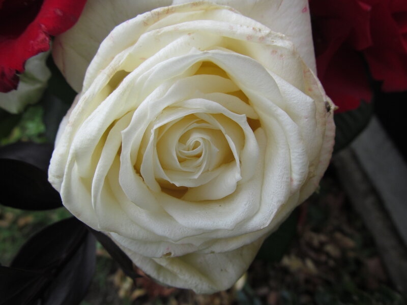 White Rose Flower — Calm, Photograph, Red Flowers
