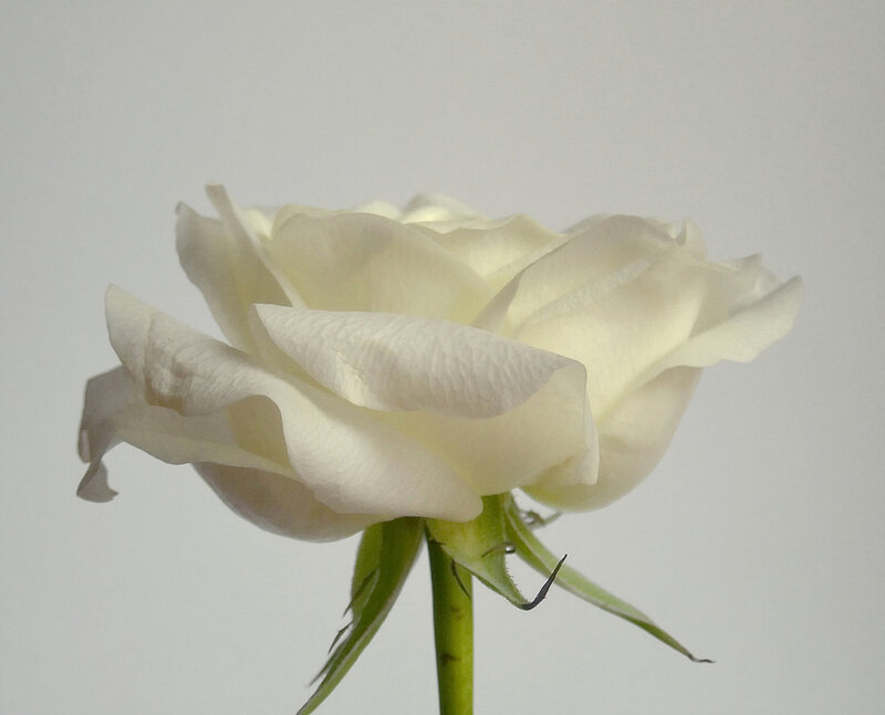 White Rose Flower — Calm, Photograph, Stem, Petals