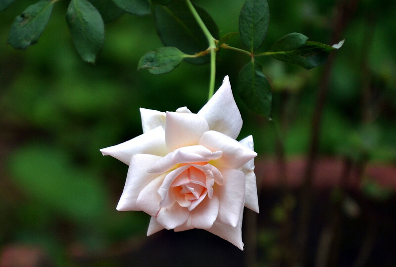 White Rose Flower — Calm, Photograph, Stem