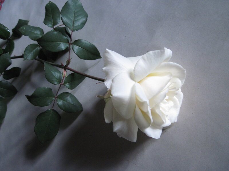 White Rose Flower — Calm, Photograph