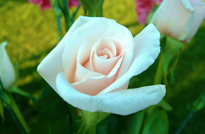 White Rose Flower — Calm, Spring, Photograph