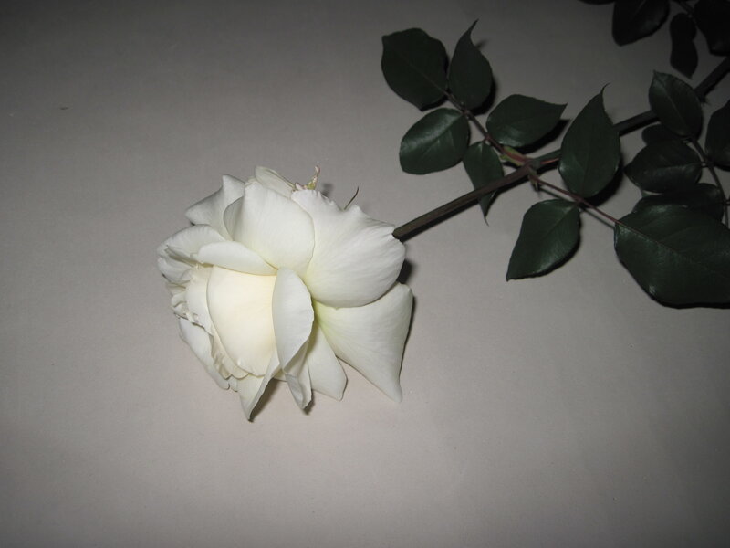 White Rose Flower — Calm