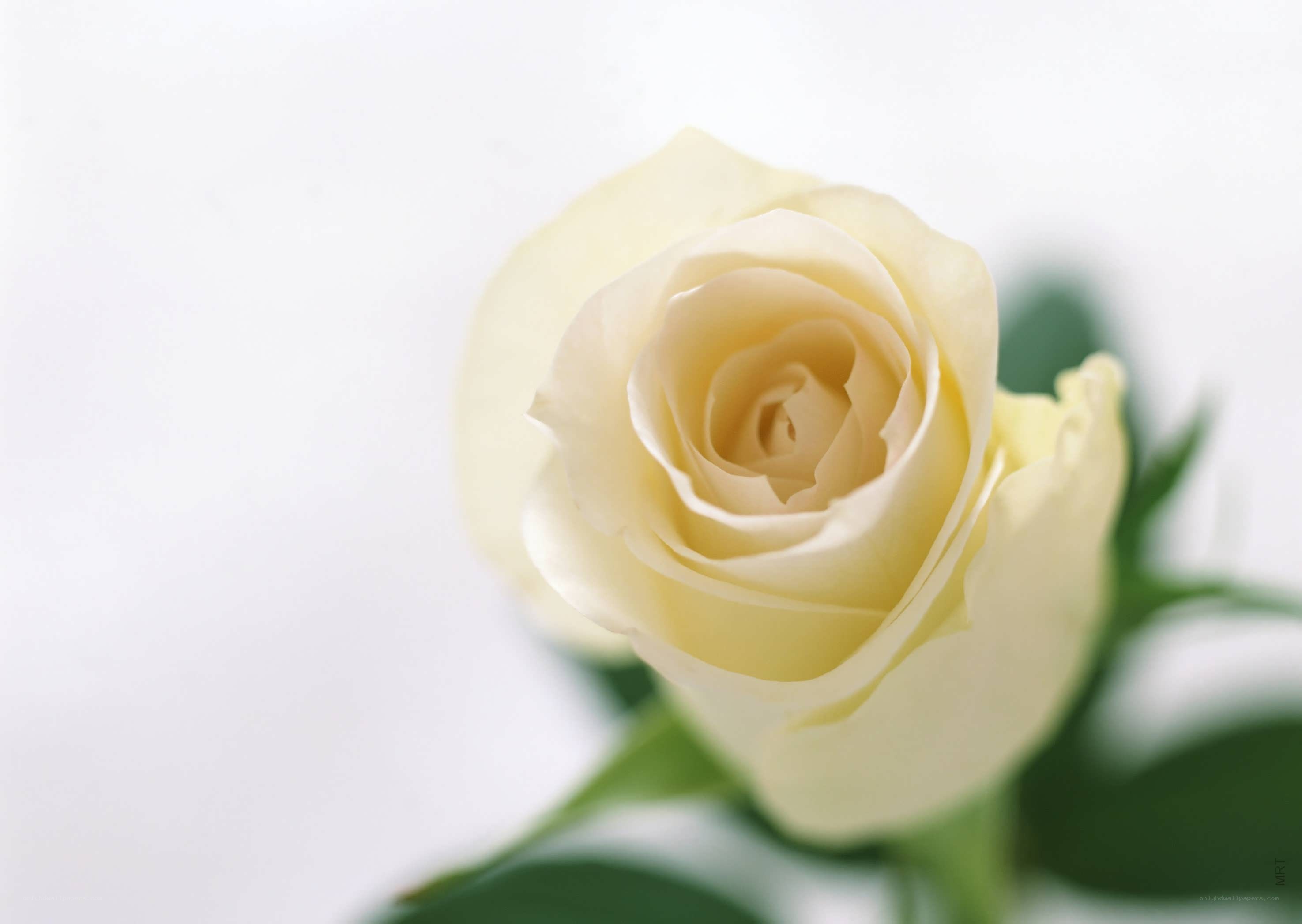 white rose flower close-up