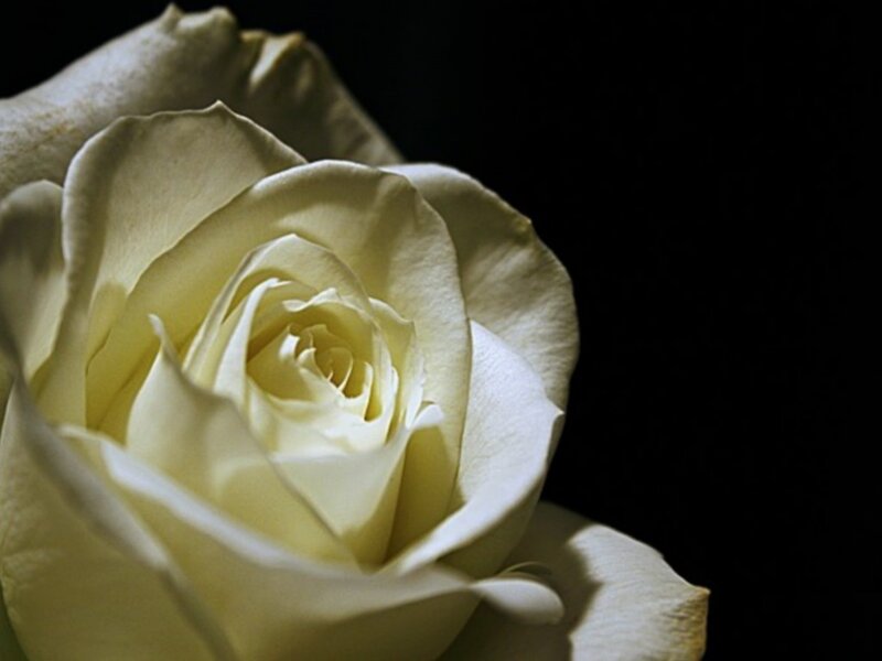 White Rose Flower — Dark Background