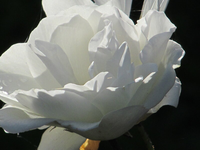 White Rose Flower — Dramatic, Afternoon