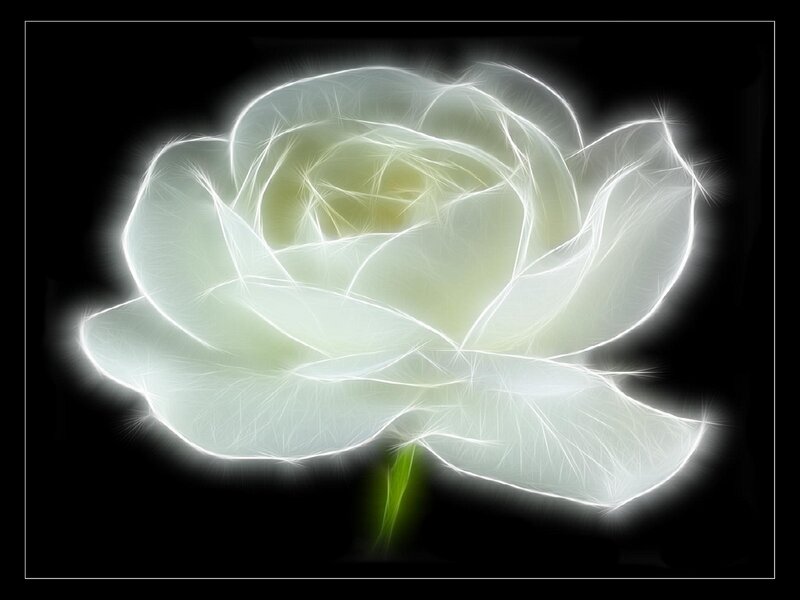White Rose Flower — Dramatic, Digital Art, Black Background