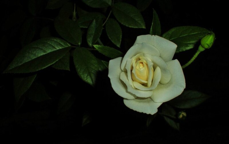 White Rose Flower — Dramatic, Night, Photograph