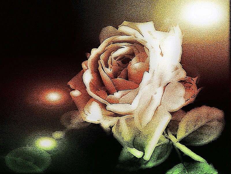 White Rose Flower — Dramatic, Night