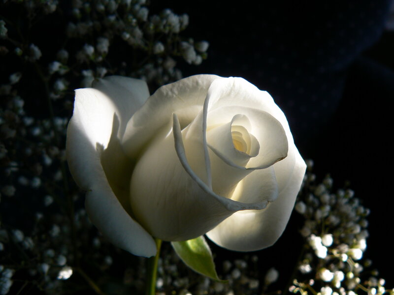 White Rose Flower — Dramatic, Photograph, Baby's Breath