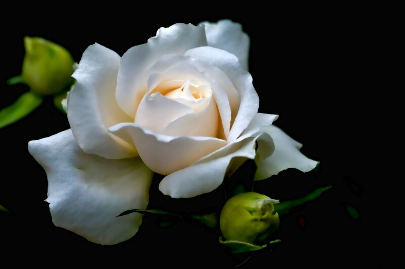 White Rose Flower — Dramatic, Photograph, Bud, Petals