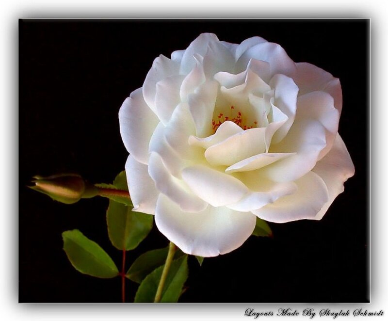 White Rose Flower — Dramatic, Photograph, Bud