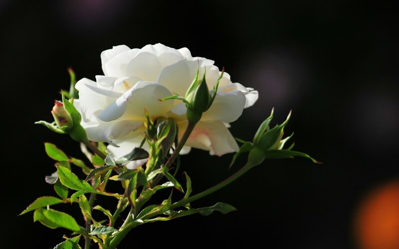 White Rose Flower — Dramatic, Photograph, Buds, Leaves, Stem