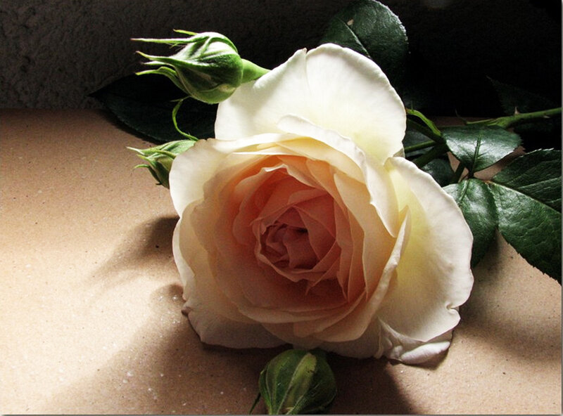 White Rose Flower — Dramatic, Photograph, Buds