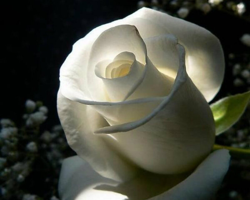 White Rose Flower — Dramatic, Photograph, Green Leaf, Small White Flowers