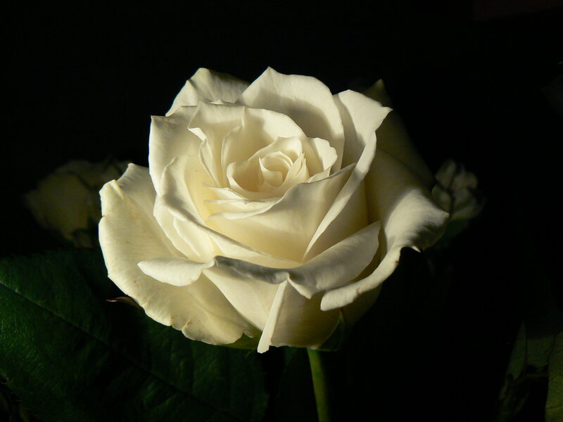 White Rose Flower — Dramatic, Photograph, Green Leaf