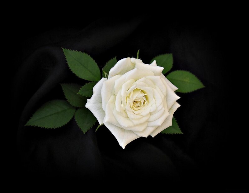 White Rose Flower — Dramatic, Photograph, Green Leaves, Black Background