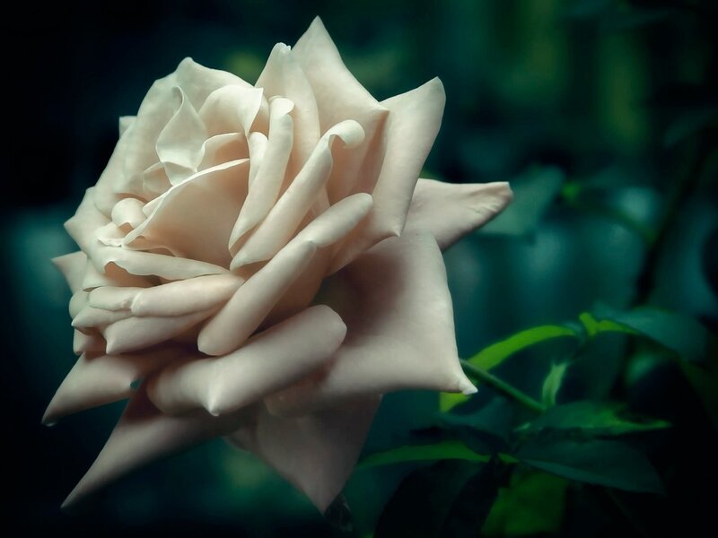White Rose Flower — Dramatic, Photograph, Green Leaves