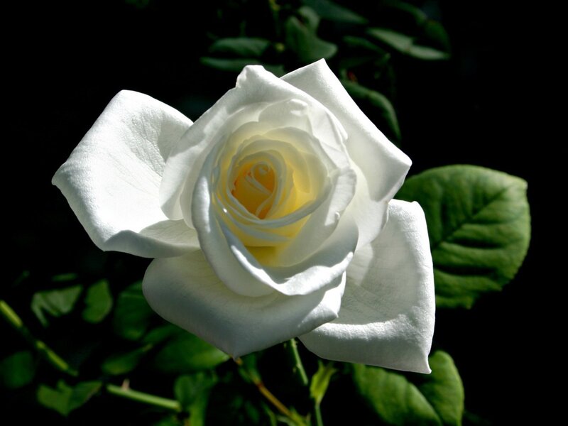 White Rose Flower — Dramatic, Photograph, Green Leaves, Yellow