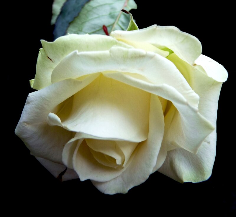 White Rose Flower — Dramatic, Photograph, Leaf