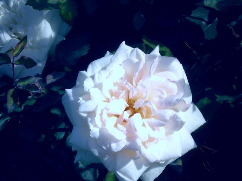 White Rose Flower — Dramatic, Photograph, Leaves