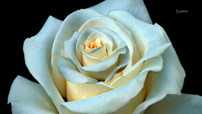 White Rose Flower — Dramatic, Photograph, Petals, Black Background