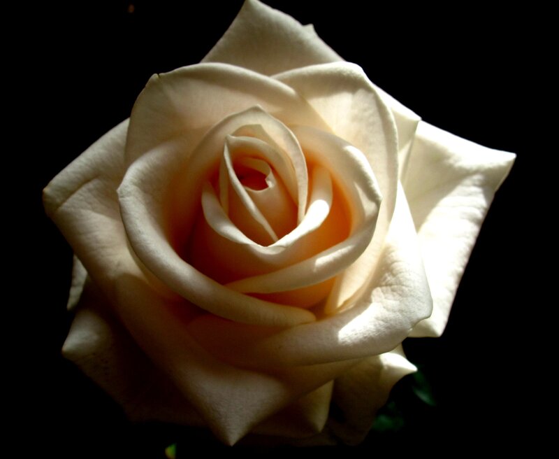 White Rose Flower — Dramatic, Photograph, Petals, Dark Background