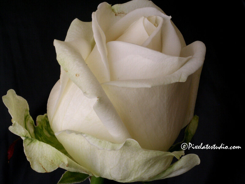 White Rose Flower — Dramatic, Photograph, Petals, Green Leaves