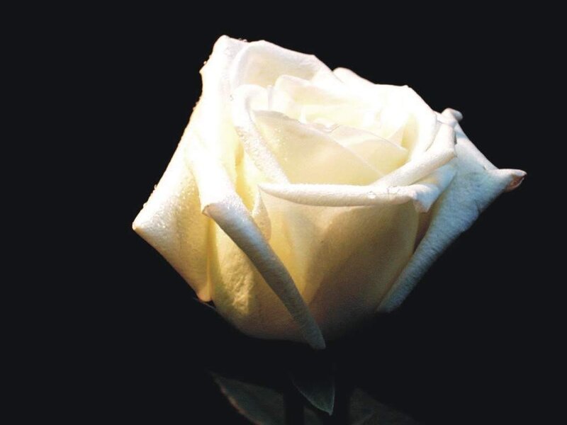 White Rose Flower — Dramatic, Photograph, Petals, Stem, Black