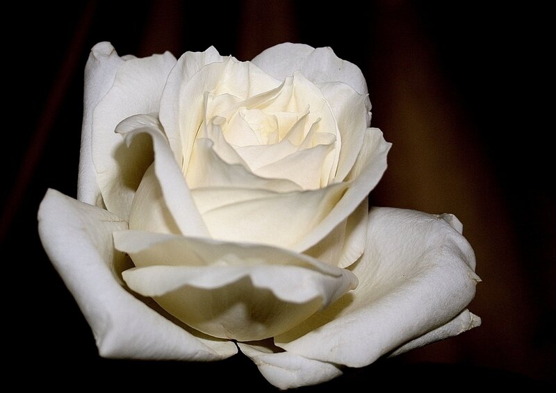 White Rose Flower — Dramatic, Photograph, Petals