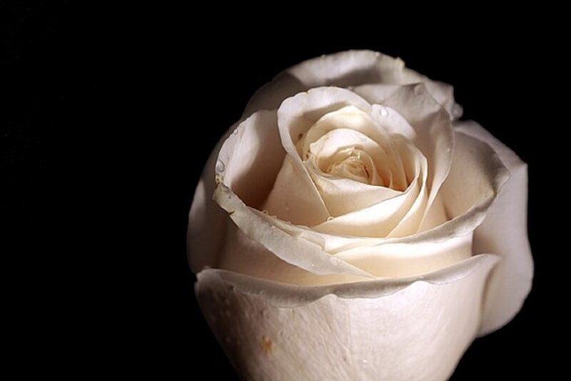 White Rose Flower — Dramatic, Photograph, Petals, Water Droplets