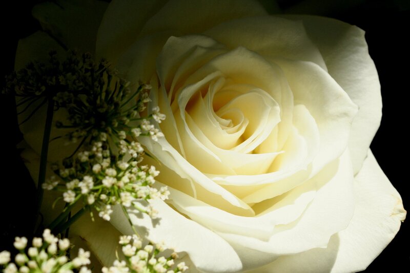 White Rose Flower — Dramatic, Photograph, Small White Flowers