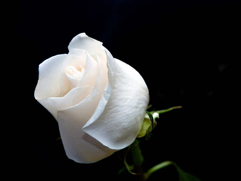 White Rose Flower — Dramatic, Photograph, Stem, Bud