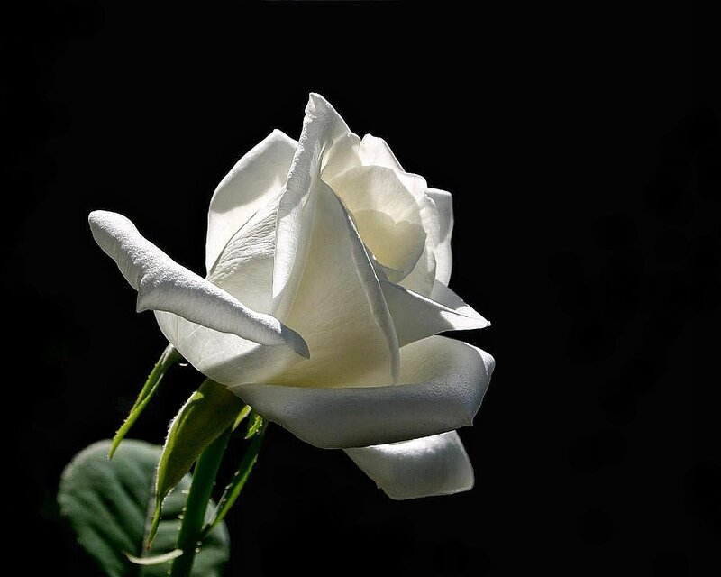 White Rose Flower — Dramatic, Photograph, Stem, Leaf