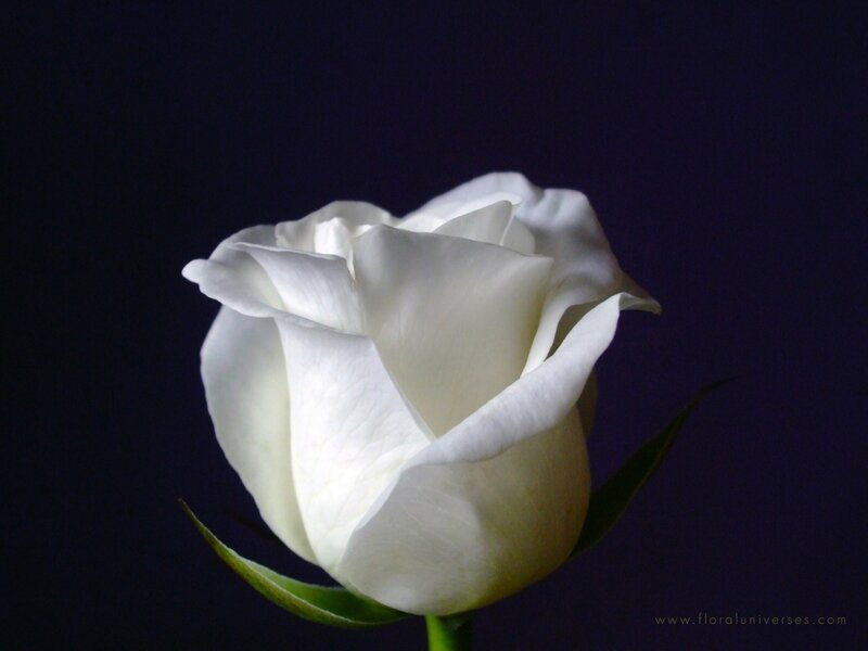 White Rose Flower — Dramatic, Photograph, Stem