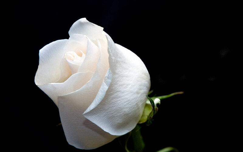 White Rose Flower — Dramatic, Photograph