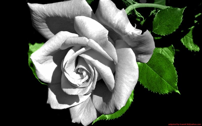 White Rose Flower — Dramatic