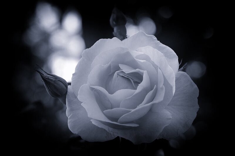 White Rose Flower — Gray, Dramatic