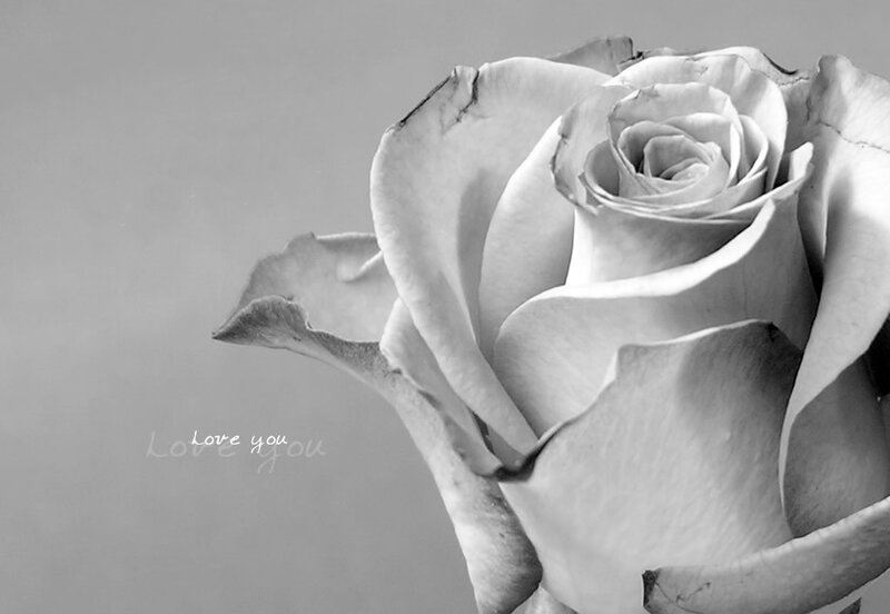 White Rose Flower — Gray