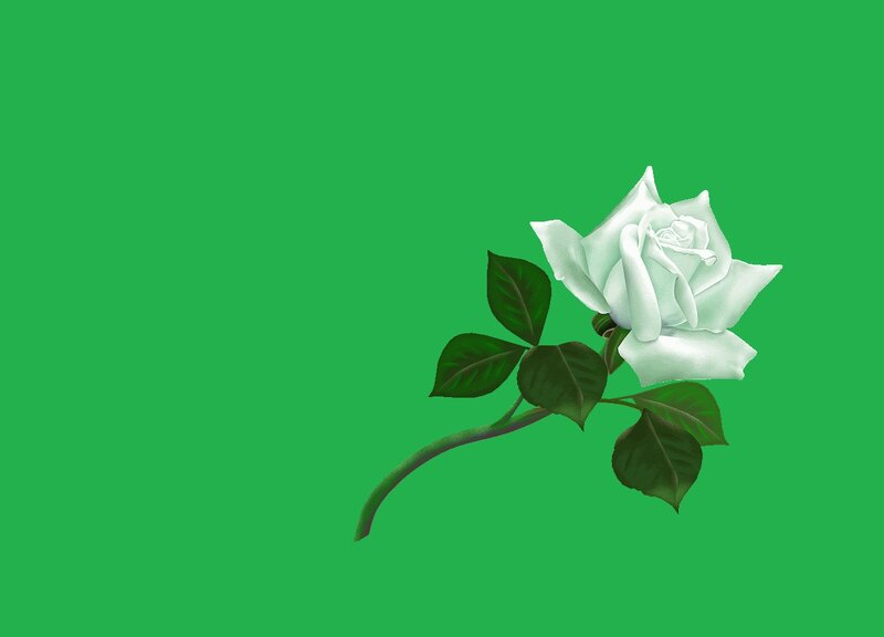 White Rose Flower — Green, Calm