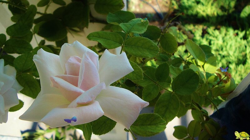 White Rose Flower — Green, Serene