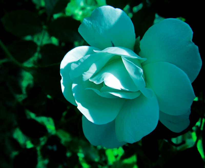 White Rose Flower — Green